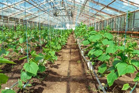 How Do You Grow Cucumbers In A Greenhouse A Step By Step Guide For