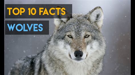 10 Interesting Facts About Wolves Youtube