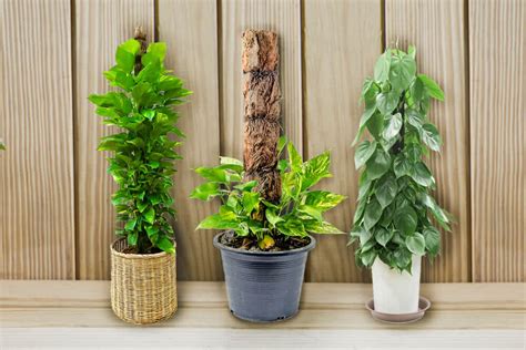 Self watering planters are a wonderful option to help you keep your houseplants healthy. Indoor Moss Plants