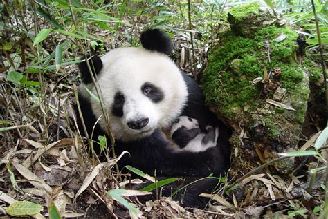 Giant Panda No Longer Endangered But Iconic Species Still At Risk