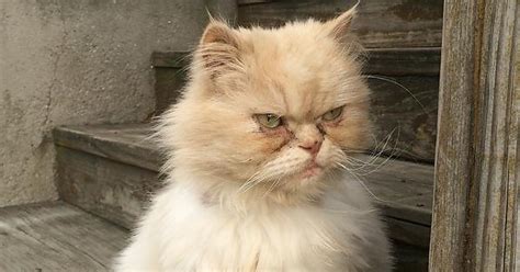 Grumpiest Cat Album On Imgur
