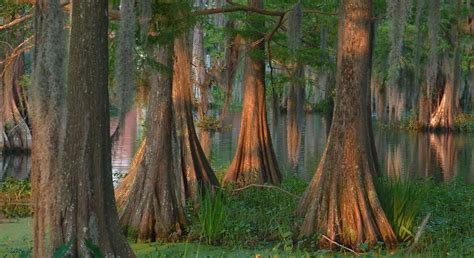 420 The Ancient Cypress Trees Of Louisiana