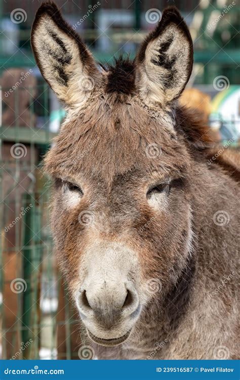 The Donkey Is An Ordinary Gray Equus Asinus Cute Donkey The Donkey