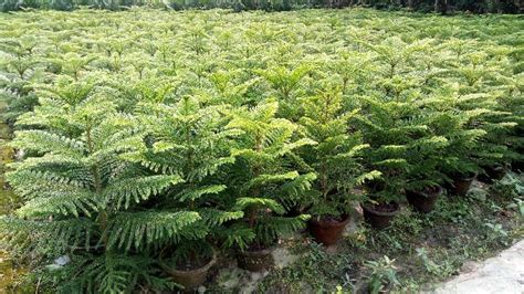 Trees in india known for their grandeur and majesty are like the green pearl in the indian crown. Ornamental Plants Manufacturer & Exporters from South 24 ...