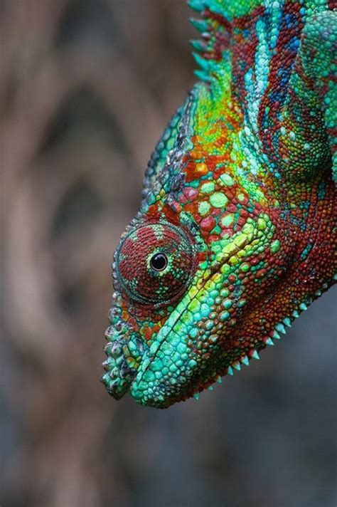 Rainbow Chameleon Artphotography Inspiration Pinterest