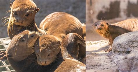 Florida Zoo Rejoices At The Birth Of Endangered Giant Otters We Care