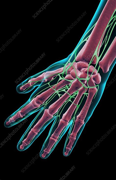 The Lymph Supply Of The Hand Stock Image F0018450 Science Photo