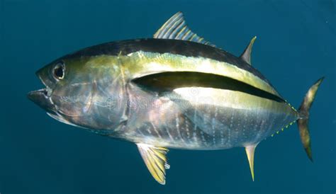 Yellowfin Tuna Fish Underwater In Ocean Stock Photo Image Of Animal