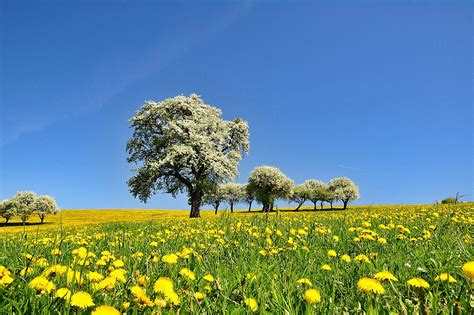 Nature Landscape Spring Free Photo On Pixabay Pixabay