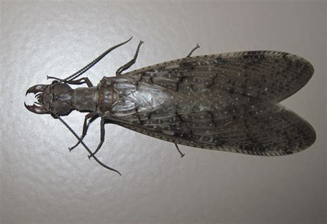 Female Dobsonfly Called Luciferfly In Oklahoma Whats