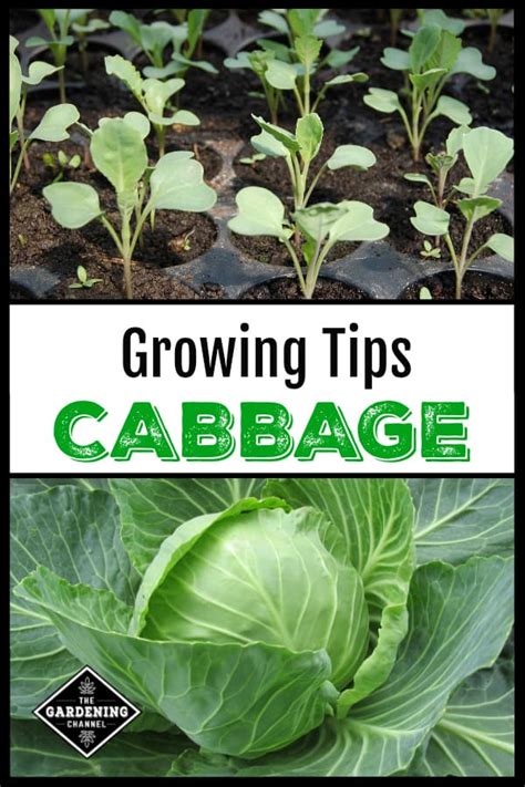 How To Grow Cabbage An Introduction Gardening Channel