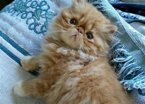 Cfa Exotic Longhair Female Kitten For Sale In Marysville Washington