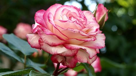 Light Pink Rose Petals Green Leaves Blur Bokeh Background Hd Flowers