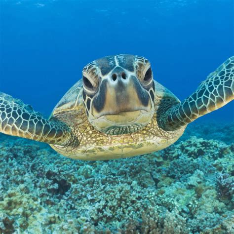 Bing Sea Turtle Wallpaper