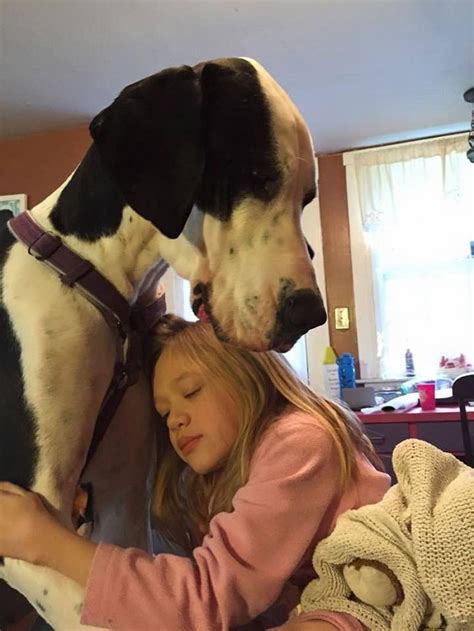Great Dane With Person Photos All Recommendation