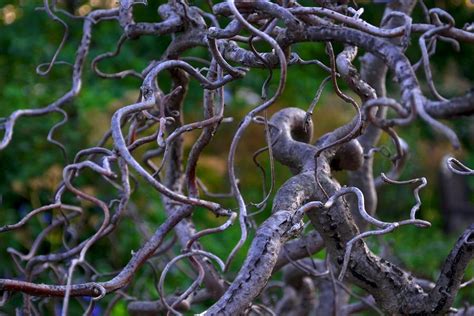 Contorted Filbert Photograph By Michele Stoehr Fine Art America