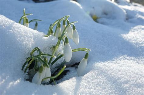 Nadine Mitschunas On Twitter Snowdrops Are Tough Little Flowers They