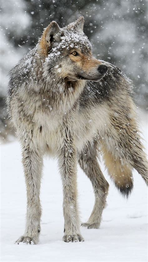 Pin By Interesting World On Wolves Photography In 2020 Animals
