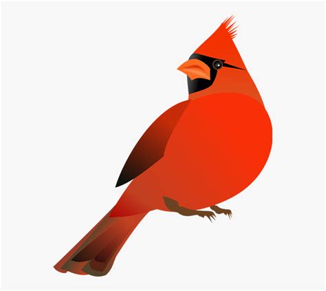 How To Draw A Red Cardinal Gallery 2023