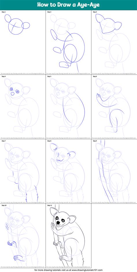 How To Draw A Aye Aye Other Animals Step By Step