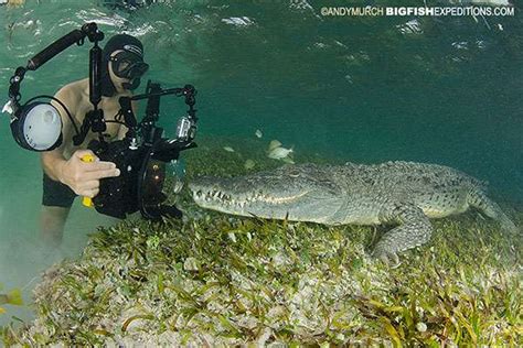 Diving With American Crocodiles At Chinchorro Banks Mexico Swimming