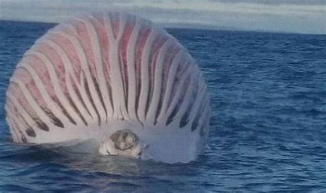 Whales Corpse Looks Like Alien Creature Emerging From The Sea In