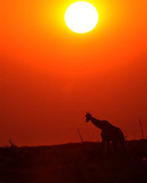 Giraffe At Sunset Photograph By Amy Gerber Fine Art America
