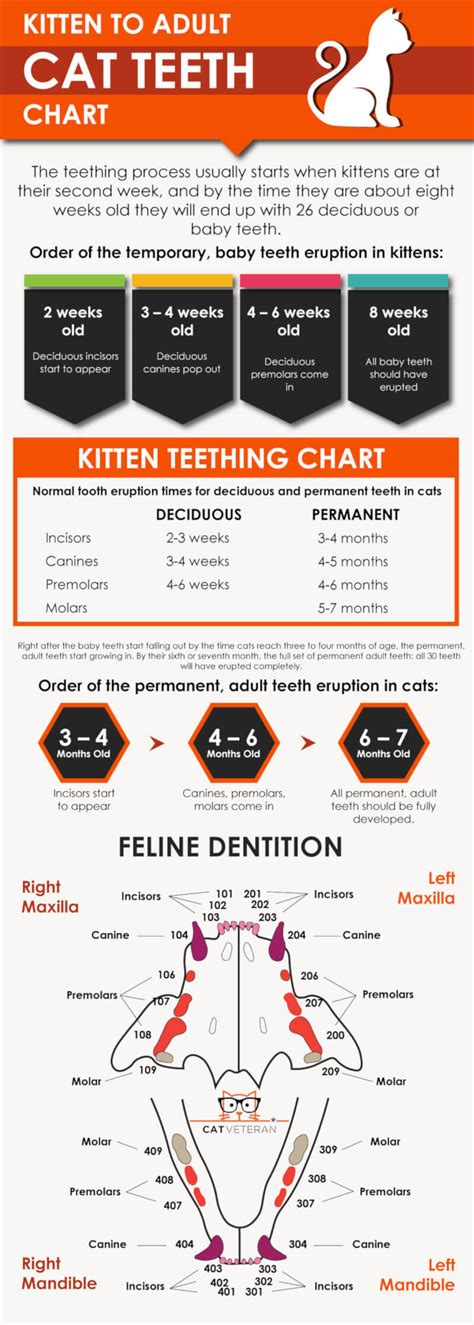 Cat Teeth Age Chart