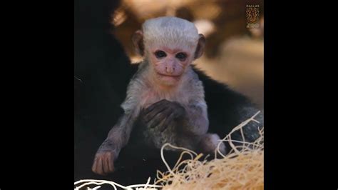 Infant Colobus Monkey For Dallas Zoo Youtube