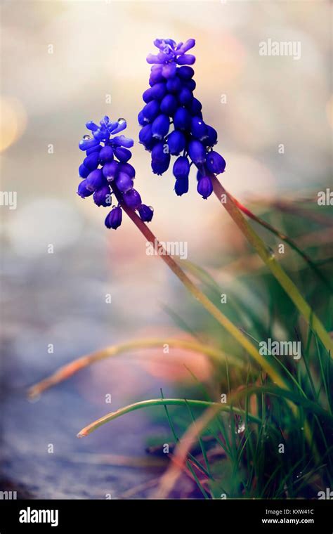 Closeup Of Wild Blue Flower Macro Morning Nature Vertical Background