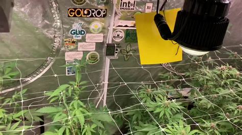 Maybe you would like to learn more about one of these? 1 GALLON POT GROW | SEA OF GREEN (week 3 in flower) - YouTube
