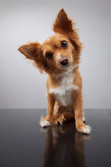 Meet The Playful Chihuahua Shih Tzu Mix 2023