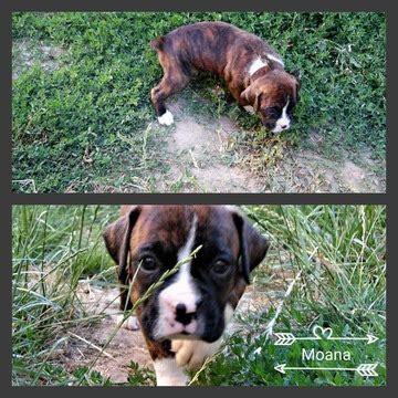 We did not find results for: View Ad: Boxer Puppy for Sale, Oregon, ALBANY, USA