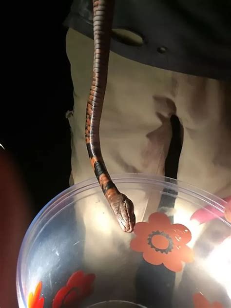 Boy Survives Bite From Worlds Most Venomous Snake And Keeps Dead