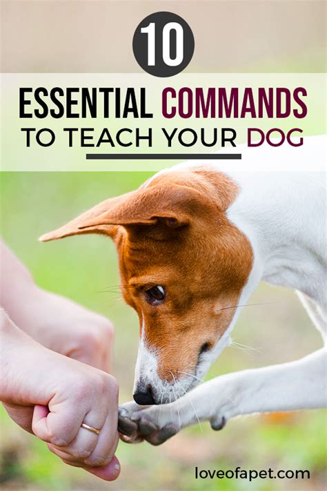 10 Essential Commands To Teach Your Dog Love Of A Pet Commands To