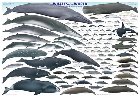 Whales Of The World Poster Save The Whales Types Of Whales