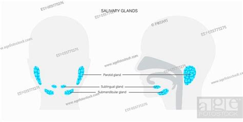Salivary Gland In Human Mouth Parotid Submandibular And Sublingual