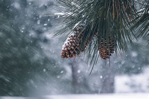 Hd Wallpaper Pine Cones Cold Conifer Snow Tree Winter Nature