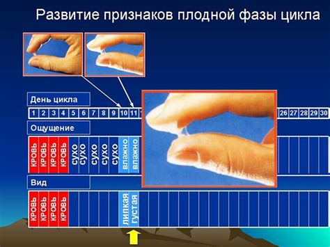 Выделения до во время и после овуляции разновидности и значение