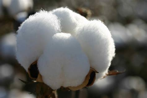 Cotton Growers In Dire Straits Financial Tribune