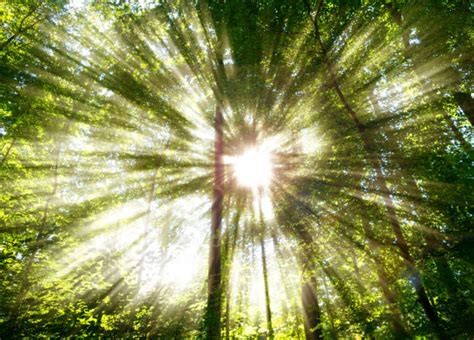 Sun Beam Through Trees Stock Photos Pictures And Royalty Free Images