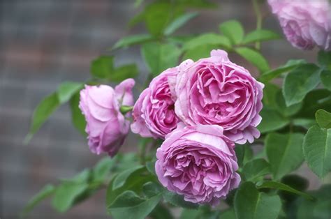 Top 10 Roses For Scent Amateur Gardening