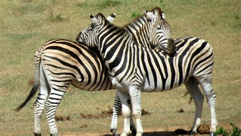 The plain zebra's habitat can be found in south and east africa. Zebras fun facts. What color are they? Are they horses?