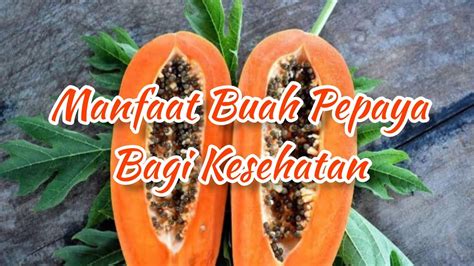 Manfaat Buah Pepaya Bagi Kesehatan Youtube