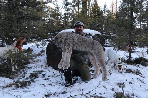 Lynx And Bobcat Hunts In British Columbia All In Price Includes Tags