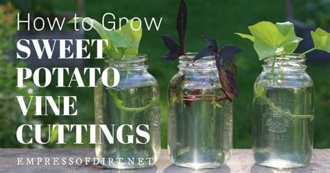 Hormones affect how much you perspire. Easy Method for Growing Sweet Potato Vine (With images ...
