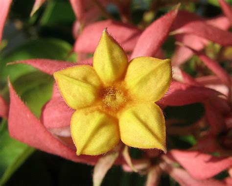 We did not find results for: The 15 Most Beautiful Flowers In The World - Trawel India ...