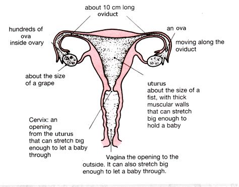 The human reproductive system is different in males and females. Female Reproductive System