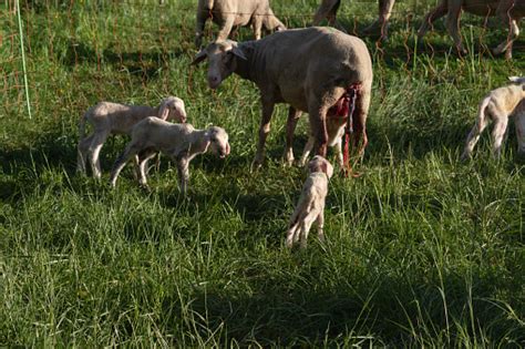 Newborn Lamb After Mother Sheep Giving Birth Stock Photo Download