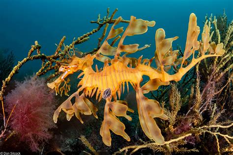 Photographing The Incredible Leafy Seadragon